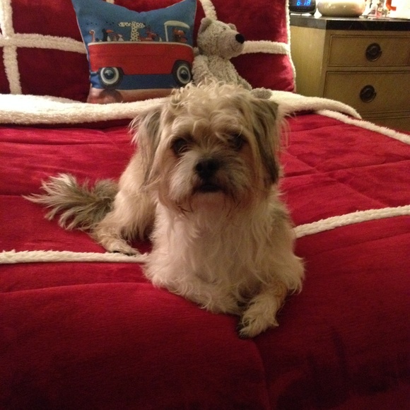 Meet your Posher, Deloris and Rudy - Picture 1 of 1